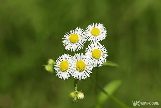 말려서 차로 마시는 망초꽃 사진 자료 / 위키푸디