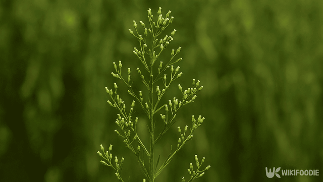 고소득 작물 망초 사진 자료 / 위키푸디