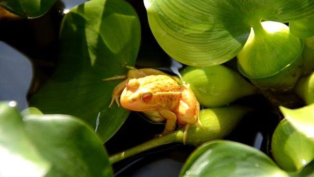 황금 개구리 자료 사진. / 환경부 블로그