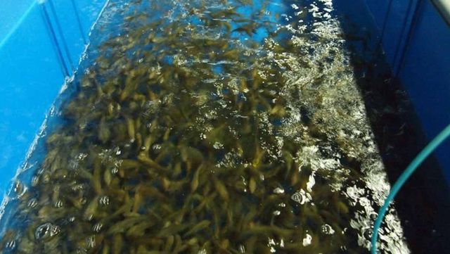 방류를 위한 민물고기연구센터 양식장. / 경상남도 공식 블로그