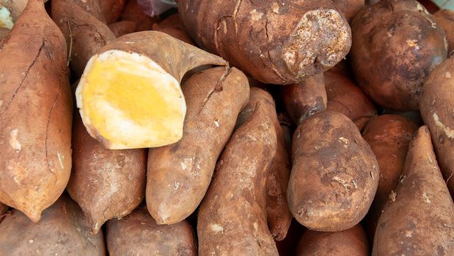 야콘 자료 사진. / IS MODE-shutterstock.com