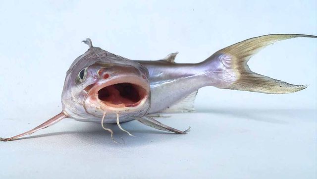 메기수염 사진. /&nbsp;Afdhaluddin-shutterstock.com