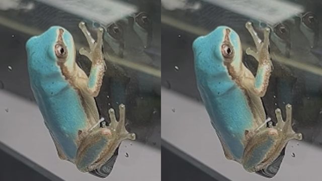 하늘색 청개구리 자료 사진. / 모구란피아 수족관 SNS