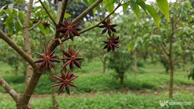 팔각 자료 사진. / 위키푸디