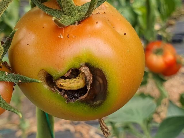 토마토 안의 애벌레(Lepidopeta) / Dan Gabriel Atanasie-shutterstock.com