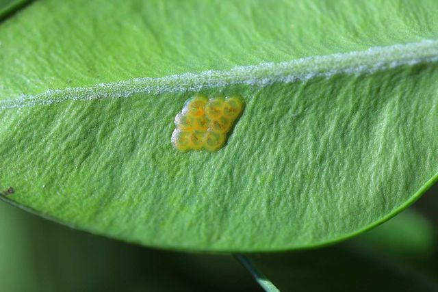 나방 알 / Tomasz Klejdysz-shutterstock.com