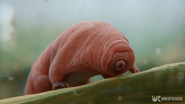 완보동물 자료 사진. / 위키푸디