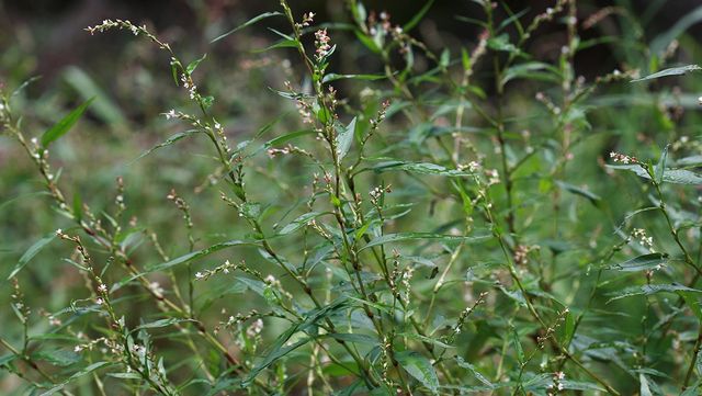 여뀌 자료 사진. / 국립생물자원관