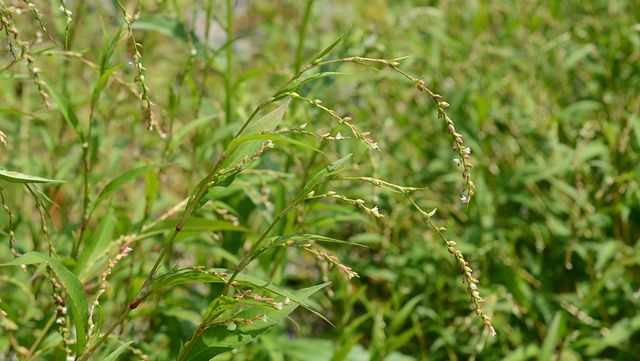 여뀌 자료 사진. / 국립생물자원관