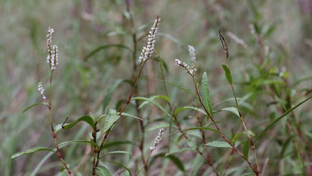 여뀌 자료 사진. / 국립생물자원관