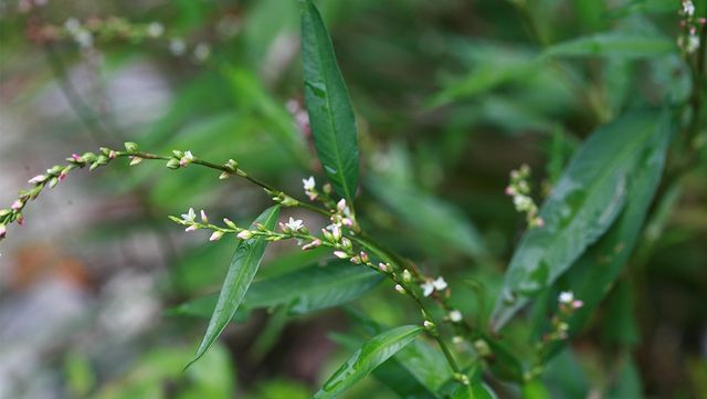 여뀌 자료 사진. / 국립생물자원관