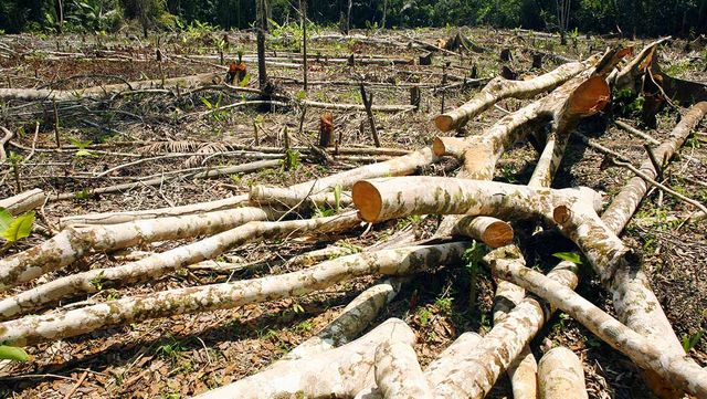 파괴된 열대 우림 사진. / Dr Morley Read-shutterstock.com