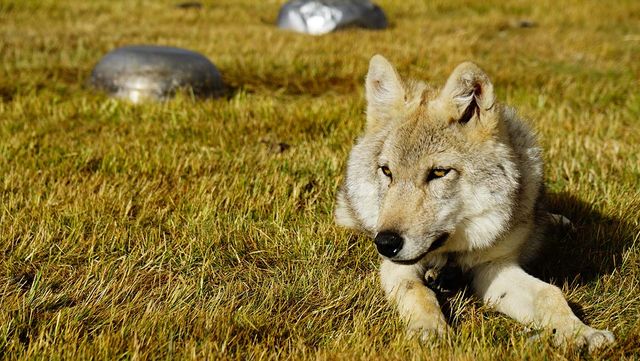 늑대 /&nbsp;LaiKhaiJin.Celeste-shutterstock.com