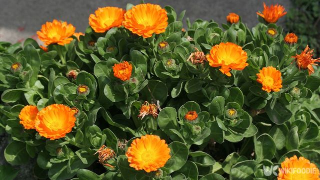 금잔화 자료 사진. / 위키푸디