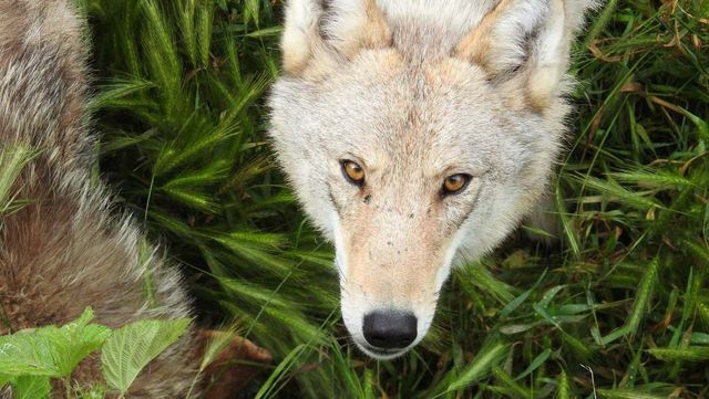 늑대 /&nbsp;Dan Shachar-shutterstock.com