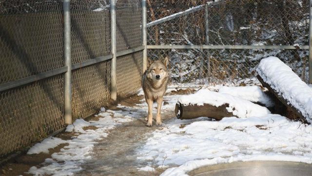 늑대 / 국립생물자원관