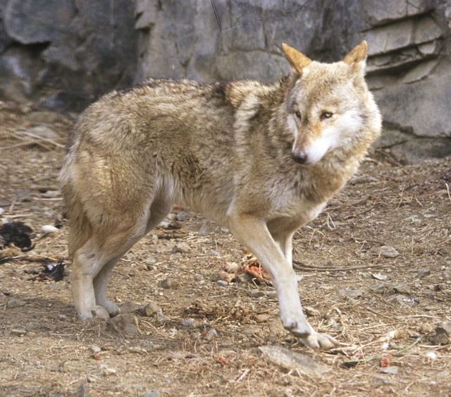늑대 / 한국민족문화대백과사전