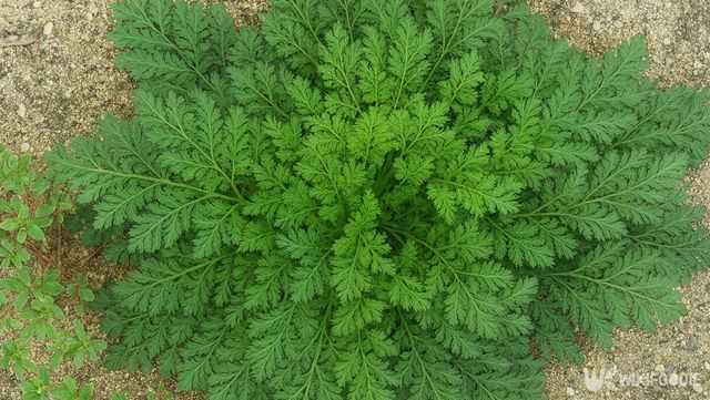 개똥쑥 자료 사진. / 위키푸디