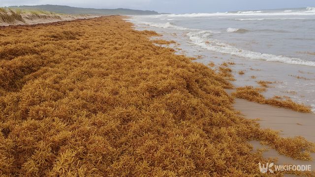 모자반 자료 사진. / 위키푸디