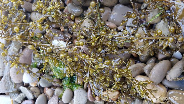 모자반 자료 사진. / 국립생물자원관