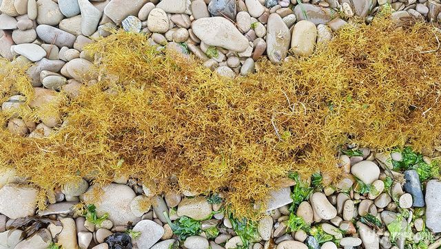 모자반 자료 사진. / 국립생물자원관