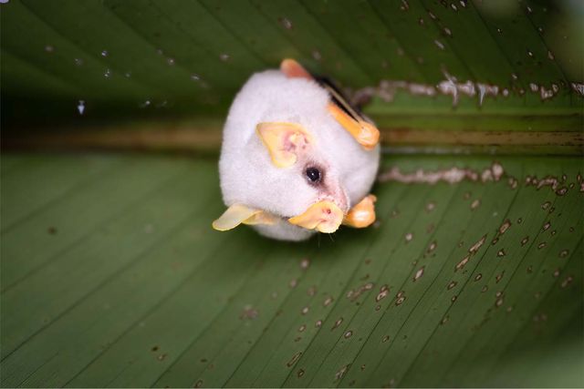 온두라스 흰 박쥐 / Noppe Herlinde-shutterstock.com