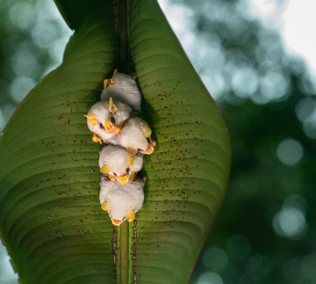온두라스 흰 박쥐 무리 / Noppe Herlinde-shutterstock.com