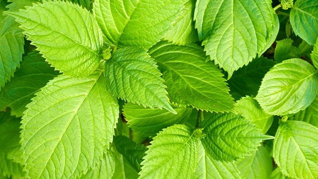 깻잎 자료 사진. /&nbsp;PeopleImages.com - Yuri A-shutterstock.com