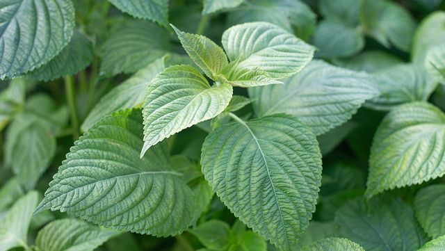 깻잎 자료 사진. /&nbsp;mujijoa79-shutterstock.com