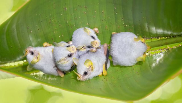 온두라스 흰 박쥐 무리 / Milan Zygmunt-shutterstock.com