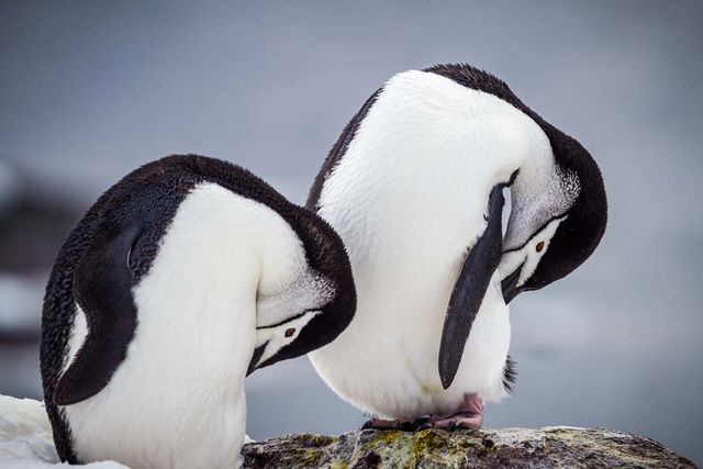 졸고 있는 턱끈펭귄 두 마리 / jo Crebbin-shutterstock.com