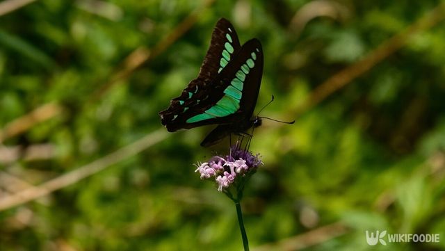 청띠제비나비 자료 사진. / 위키푸디