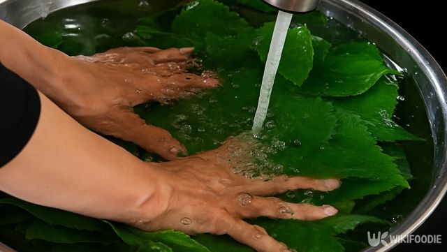 깻잎을 씻는 자료 사진. / 위키푸디