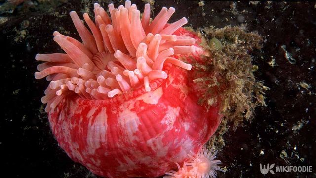 풍선 말미잘 사진. / RLS Photo-shutterstock.com