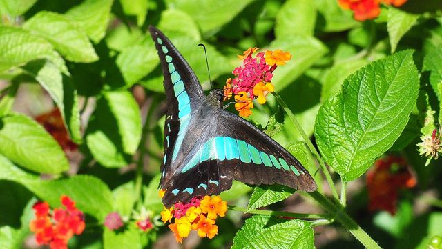 청띠제비나비 자료 사진. / 국립생물자원관