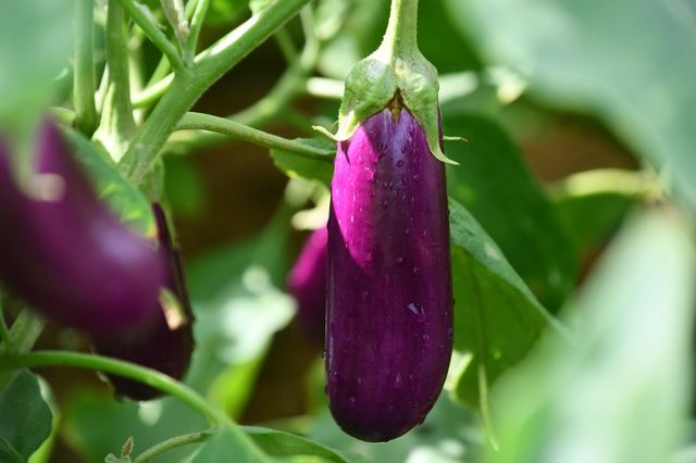 가지 사진. / Editing Room-shutterstock.com