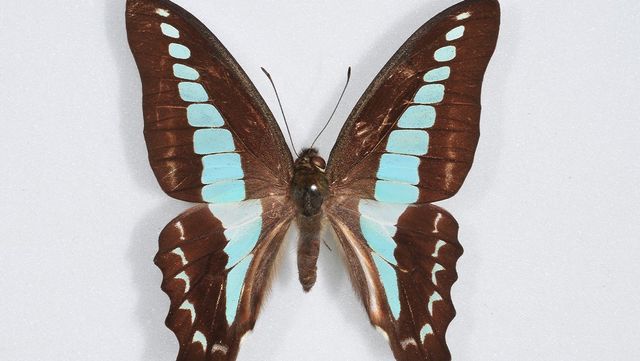 청띠제비나비 자료 사진. / 국립생물자원관