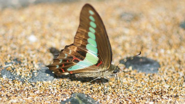 청띠제비나비 자료 사진. / 국립생물자원관