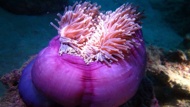 풍선 말미잘 사진. / DiveSpin.Com-shutterstock.com