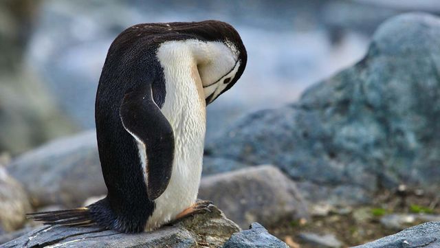 턱끈펭귄이 졸고 있는 모습 / Orovica-shutterstock.com