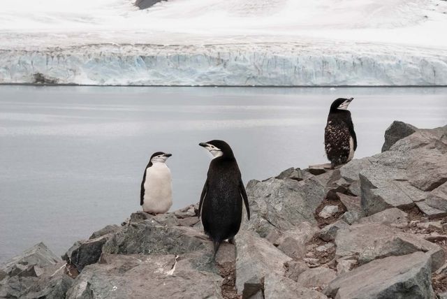 빙하 앞 턱끈펭귄들 /&nbsp;Foto 4440-shutterstock.com