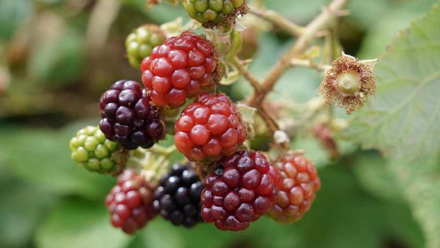 블랙베리 / P.Cartwright-shutterstock.com