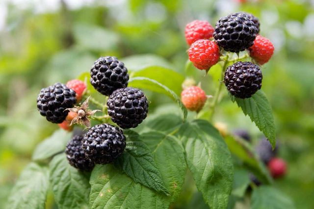 복분자 / 국립민속박물관