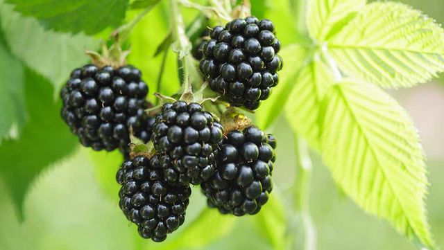 블랙베리 / Nitr-shutterstock.com