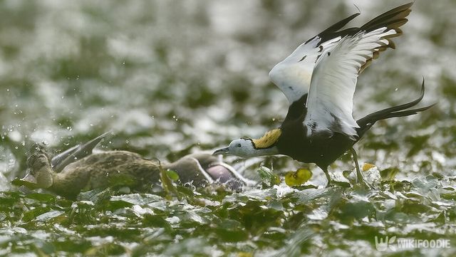 물꿩 자료 사진. / 위키푸디