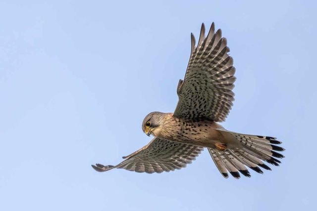 황조롱이 수컷 / Alexis Lours-Wikimedia Commons