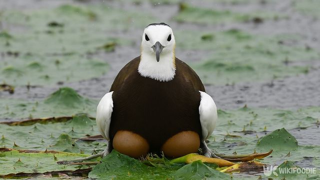 물꿩 자료 사진. / 위키푸디