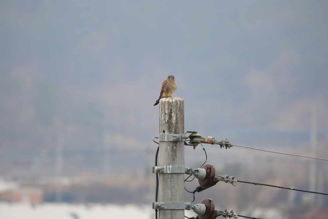 황조롱이 / 국립생물자원관