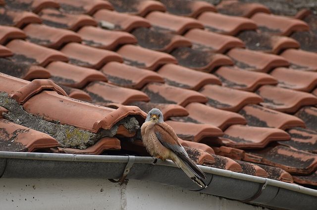 황조롱이 / Annatsach-Wikimedia Commons