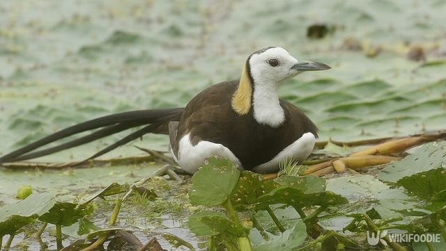 물꿩 자료 사진. / 위키푸디